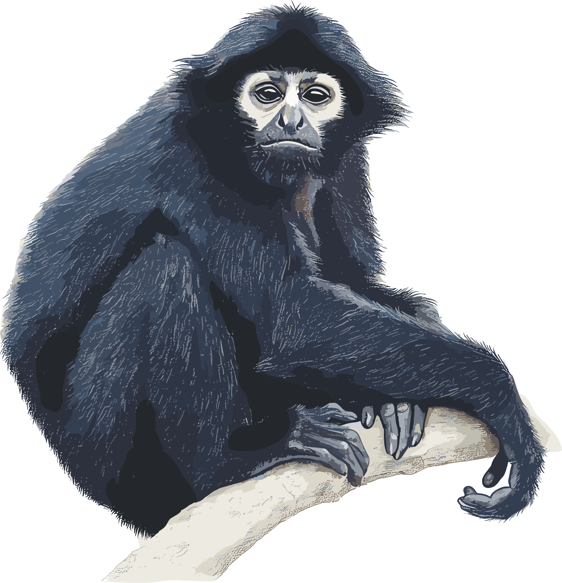 Black Monkey Rare Animal Illustration