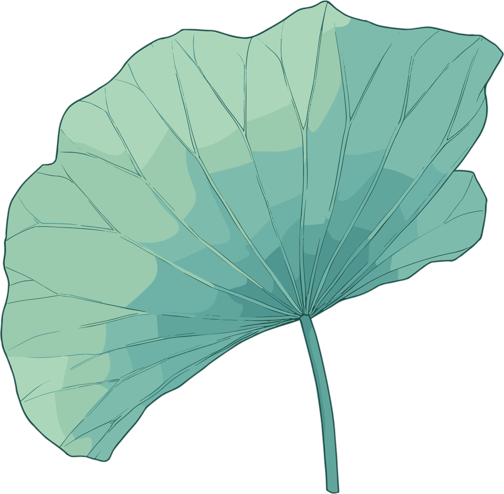 Green lotus leaf summer illustration