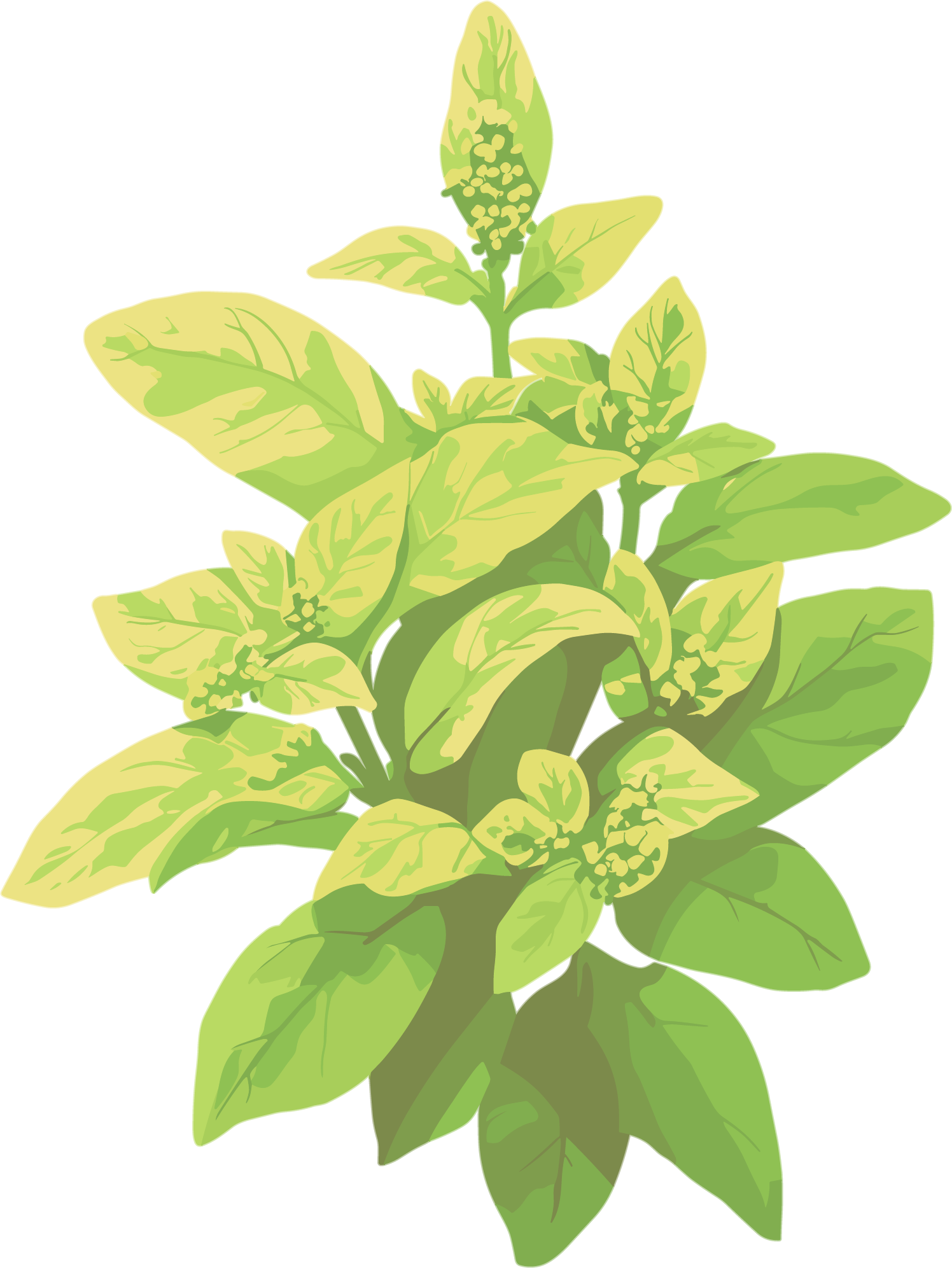 Watercolor plant illustration design elements