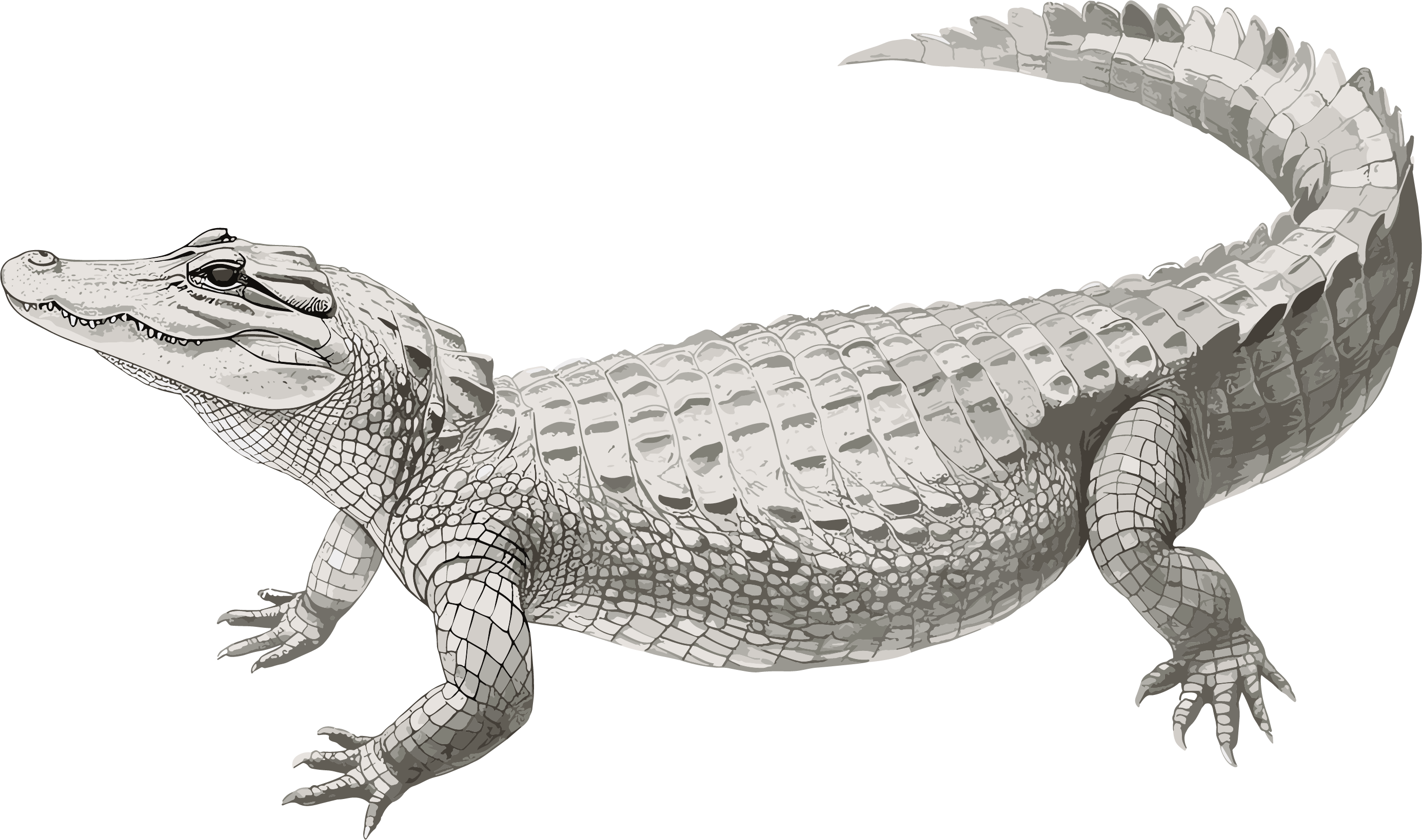 Crocodile Rare Animal Graphic Material