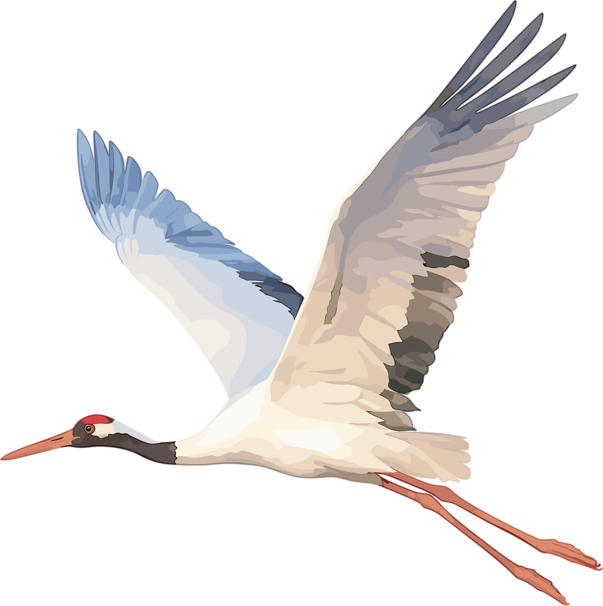 Crane illustration materials