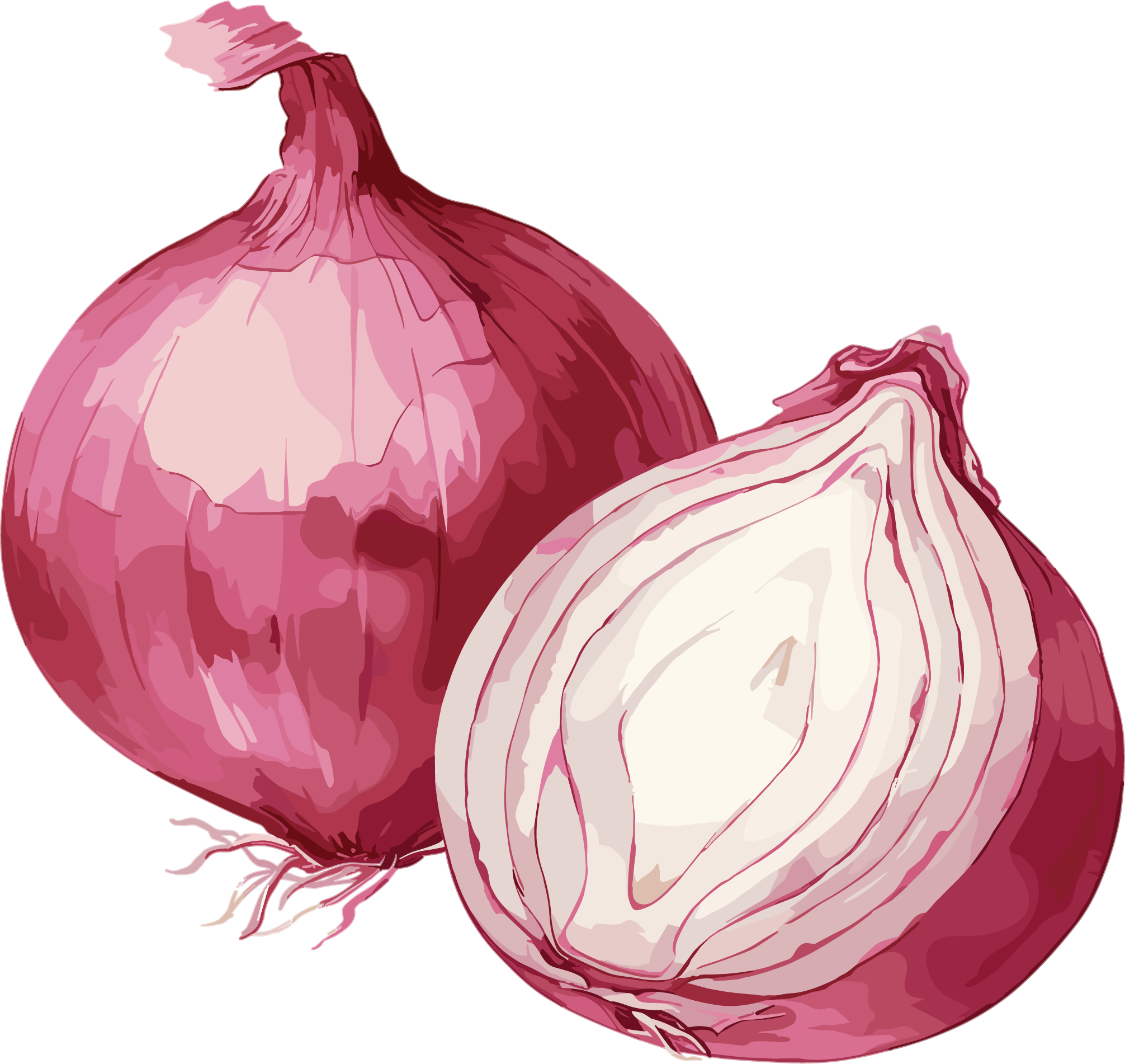 Onion Creative Illustration