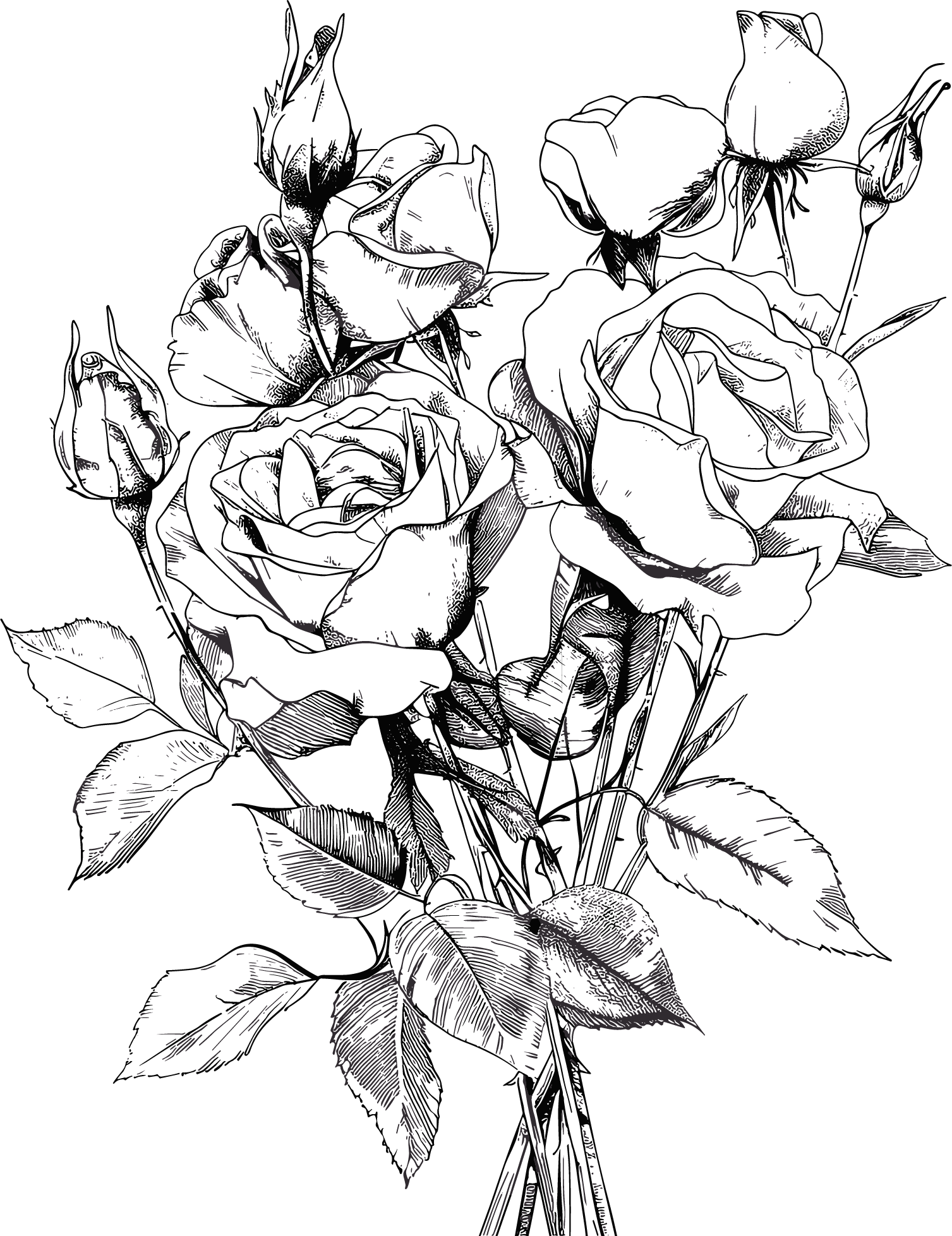 Rose flower sketch illustration
