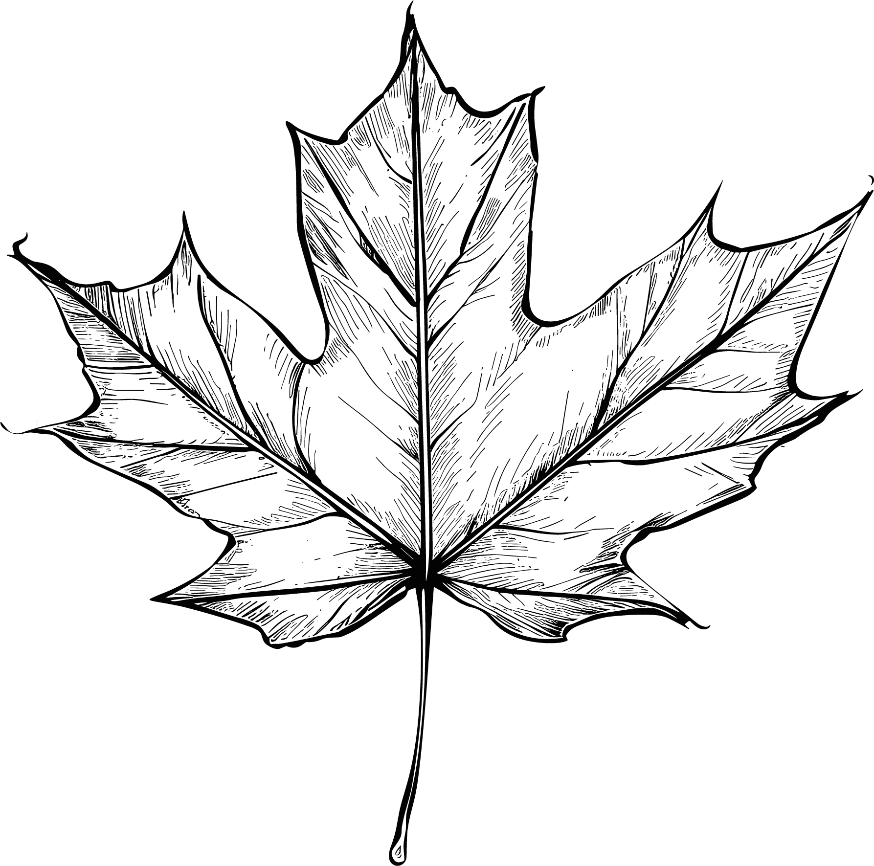 Maple Leaf Sketch Illustration