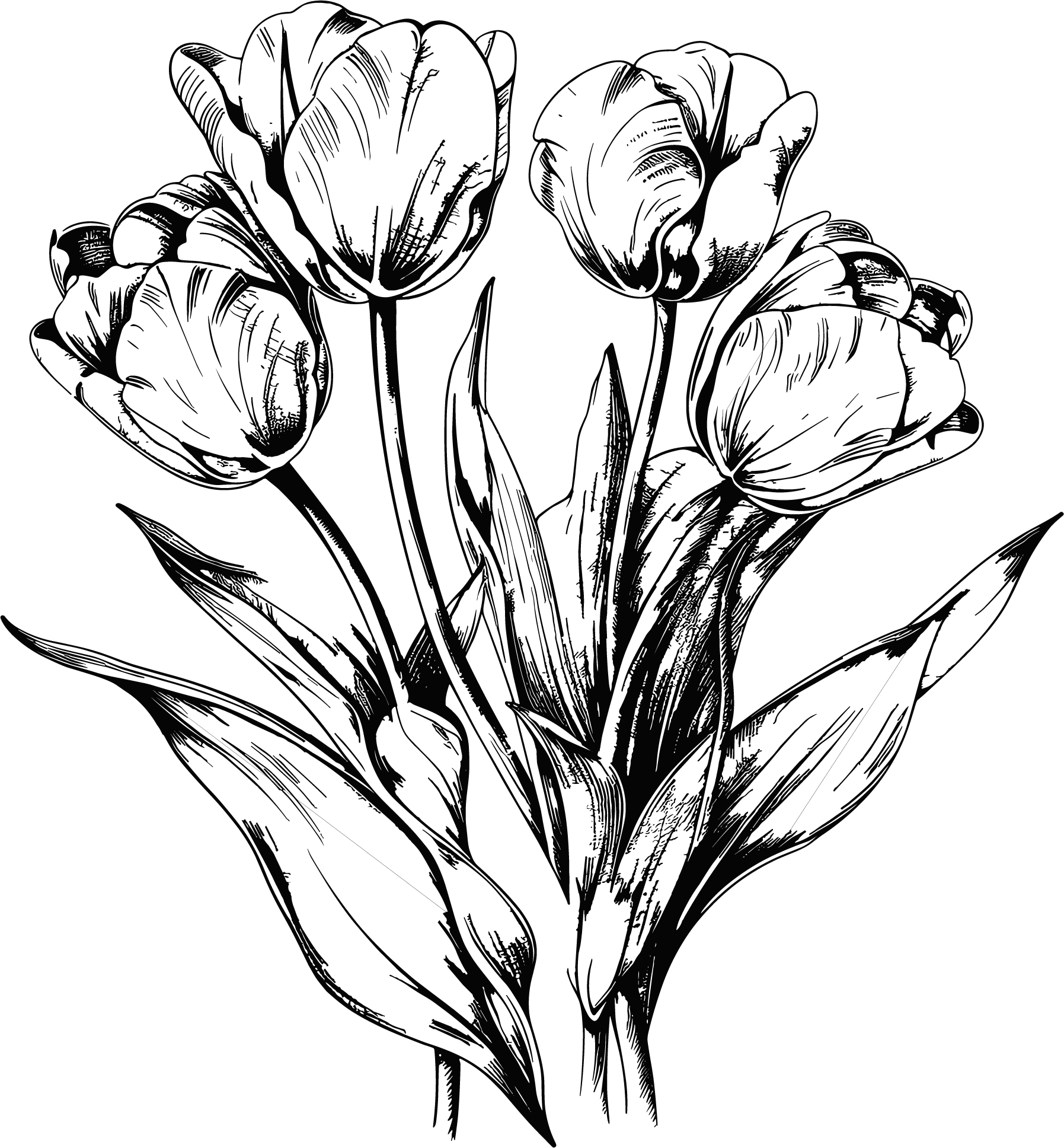 Tulip sketch illustration
