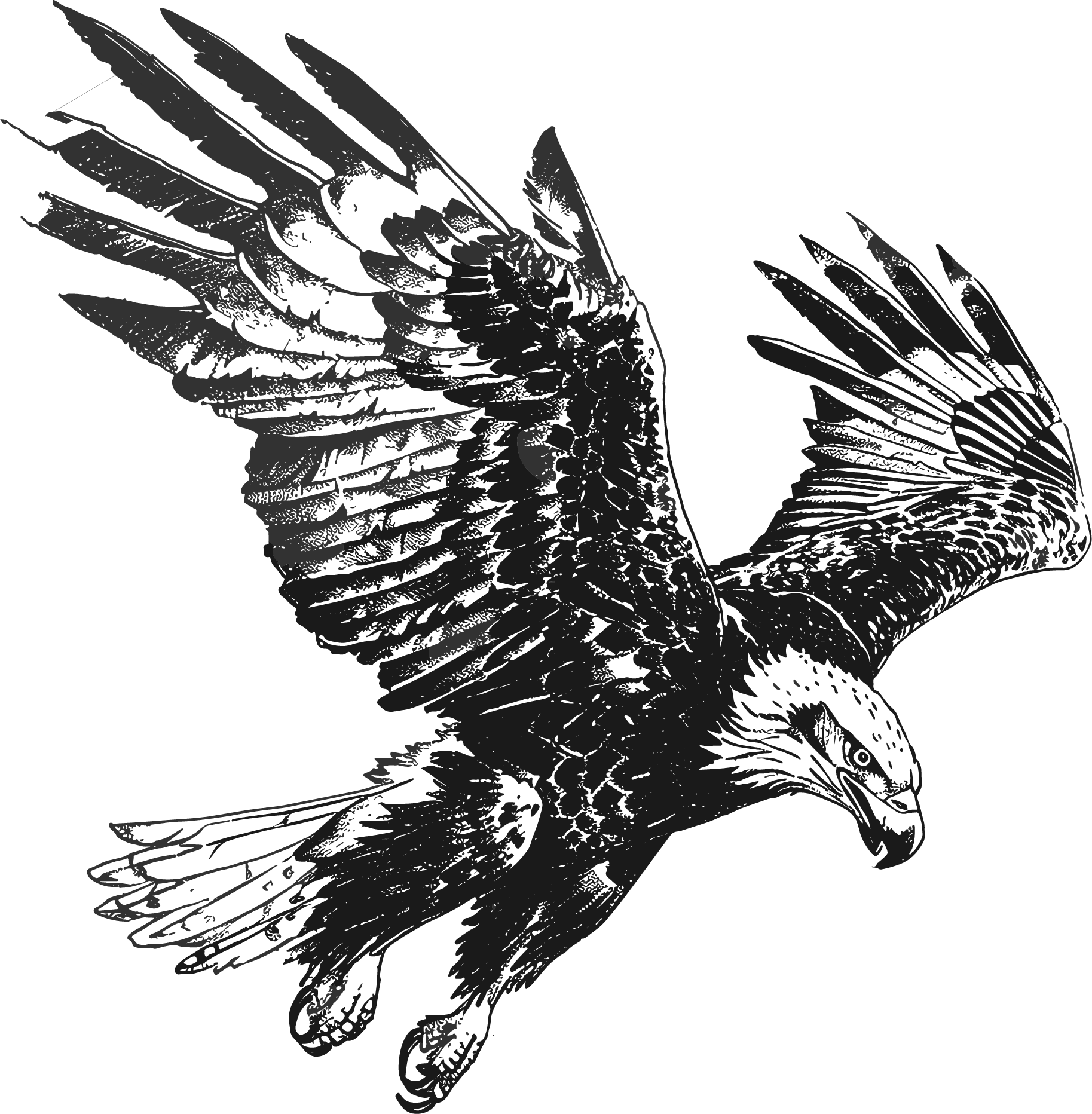 Eagle Sketch Illustration