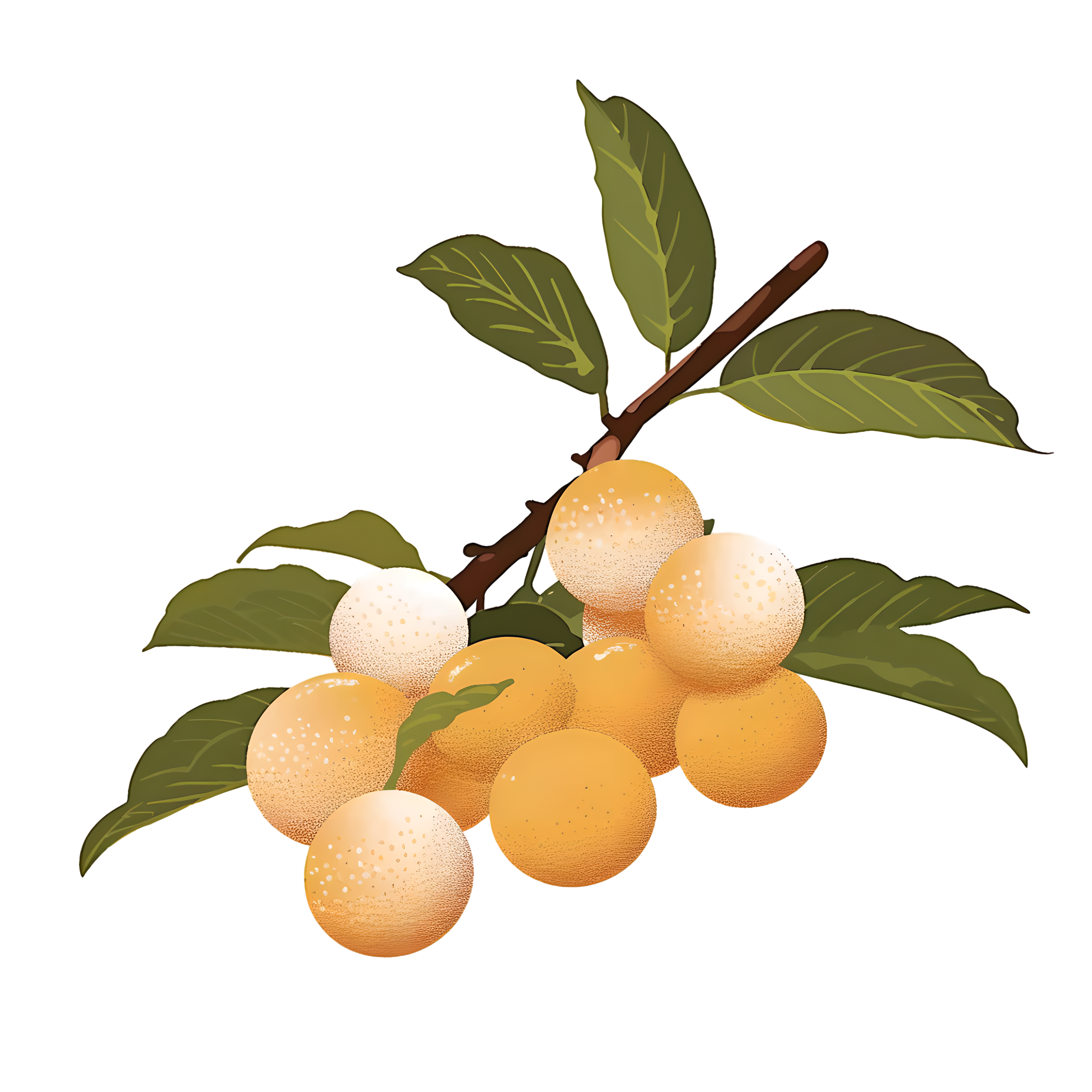 Longan fruit illustration
