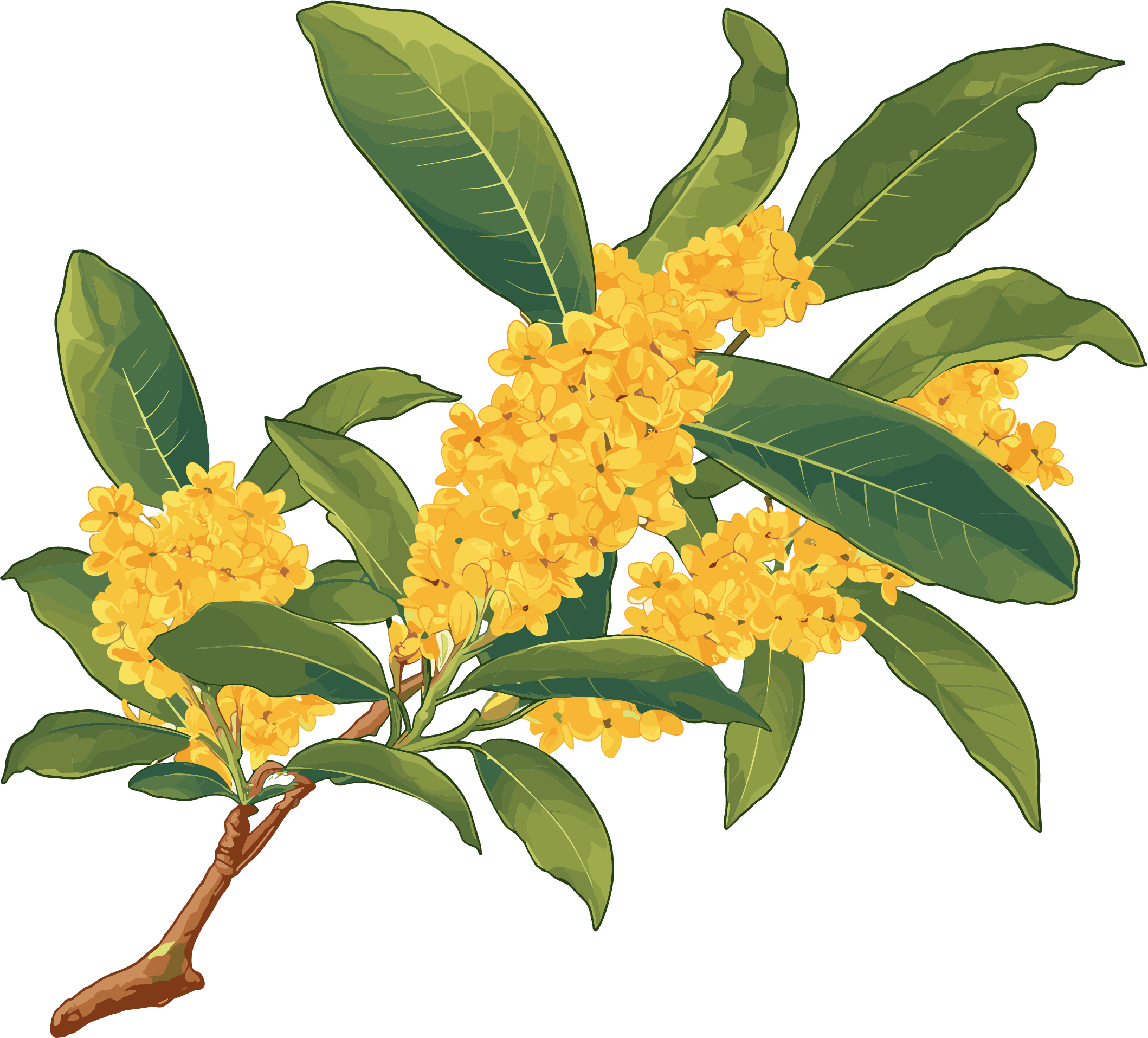 Osmanthus can be used for commercial illustrations