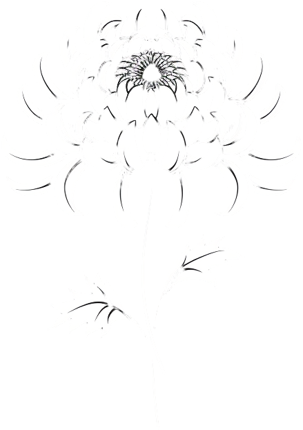 White chrysanthemum line art illustration