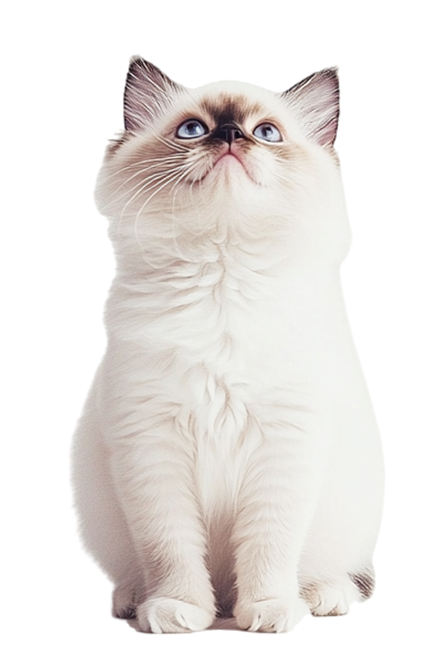 Ragdoll Cat Creative Design Elements