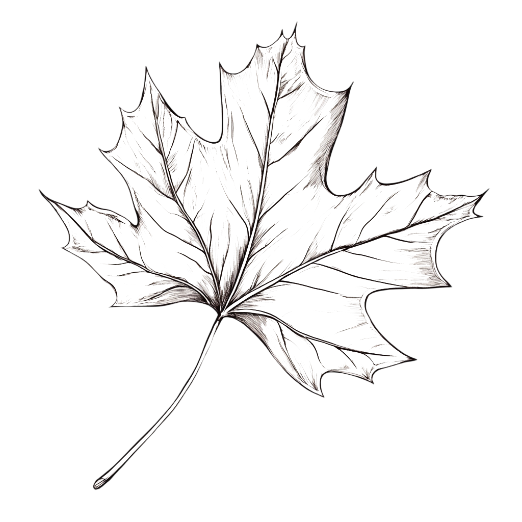 Leaf outline maple leaf element
