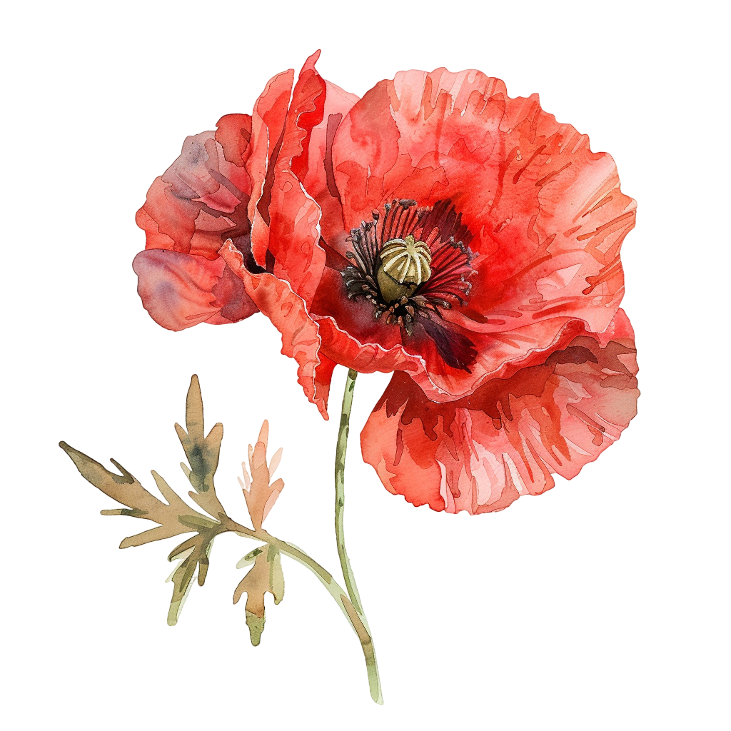 Poppy Flower Watercolor Material