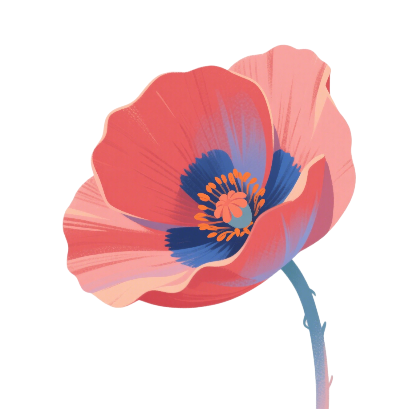 Pink Poppy Flower Illustration